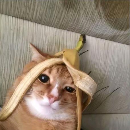 小新ᴴ.