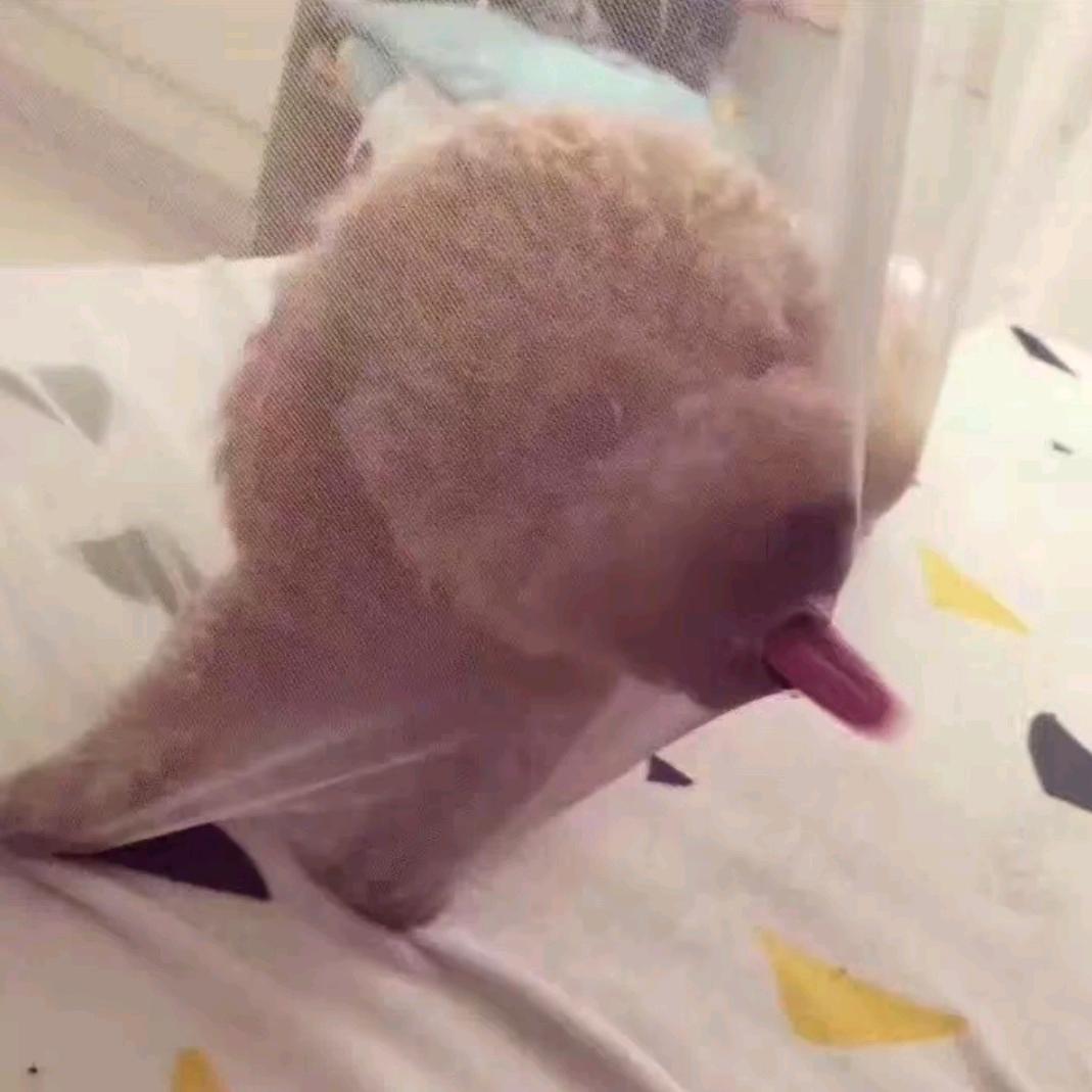 -陌陌-