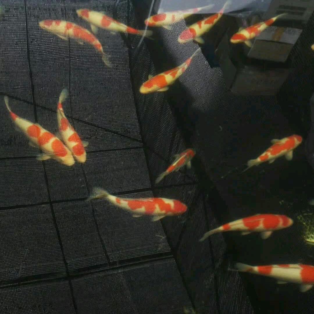 青铜森林