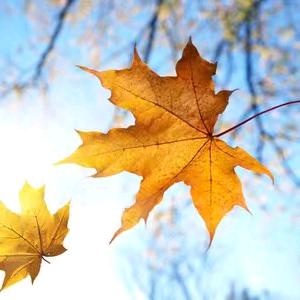 落叶🍂知秋