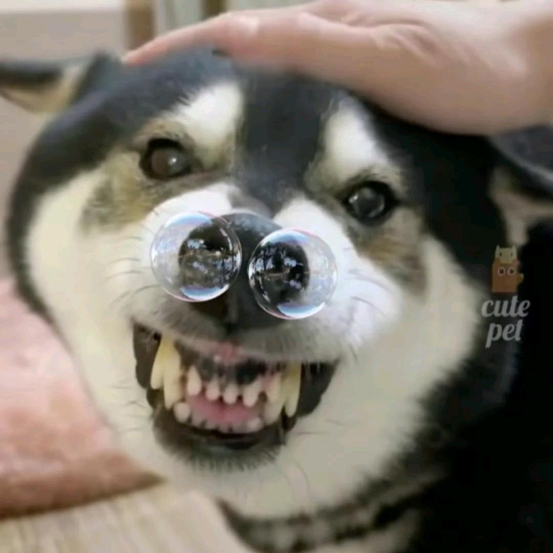 茉莉蜜茶