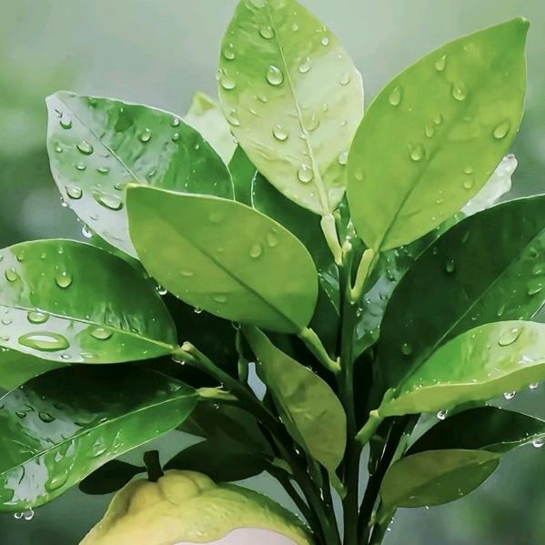 ￥微笑💕钱行დ᭄