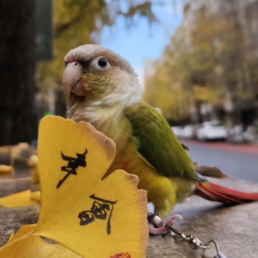 鹦式下午茶