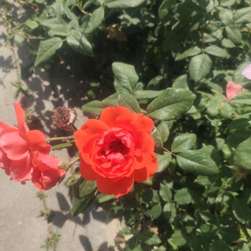 原《福香苑饭庄》现小郭烧烤