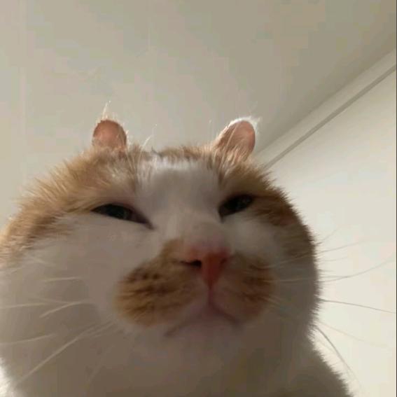 饿了龙
