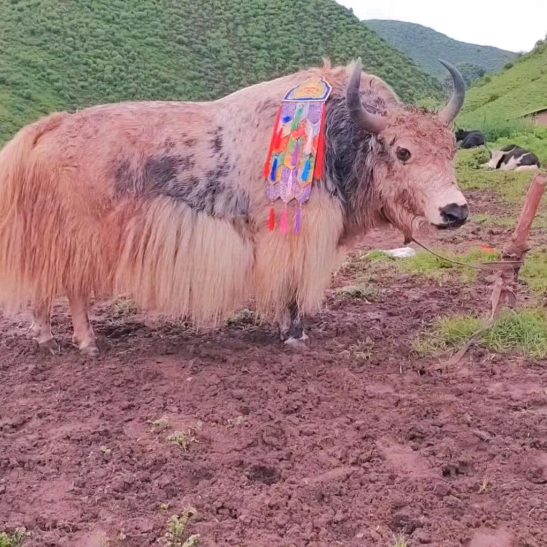 布多丹