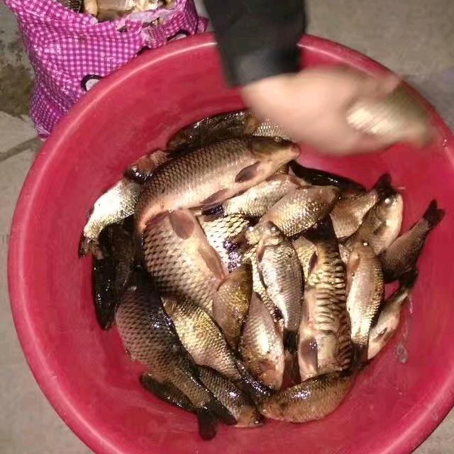 老陈野钓
