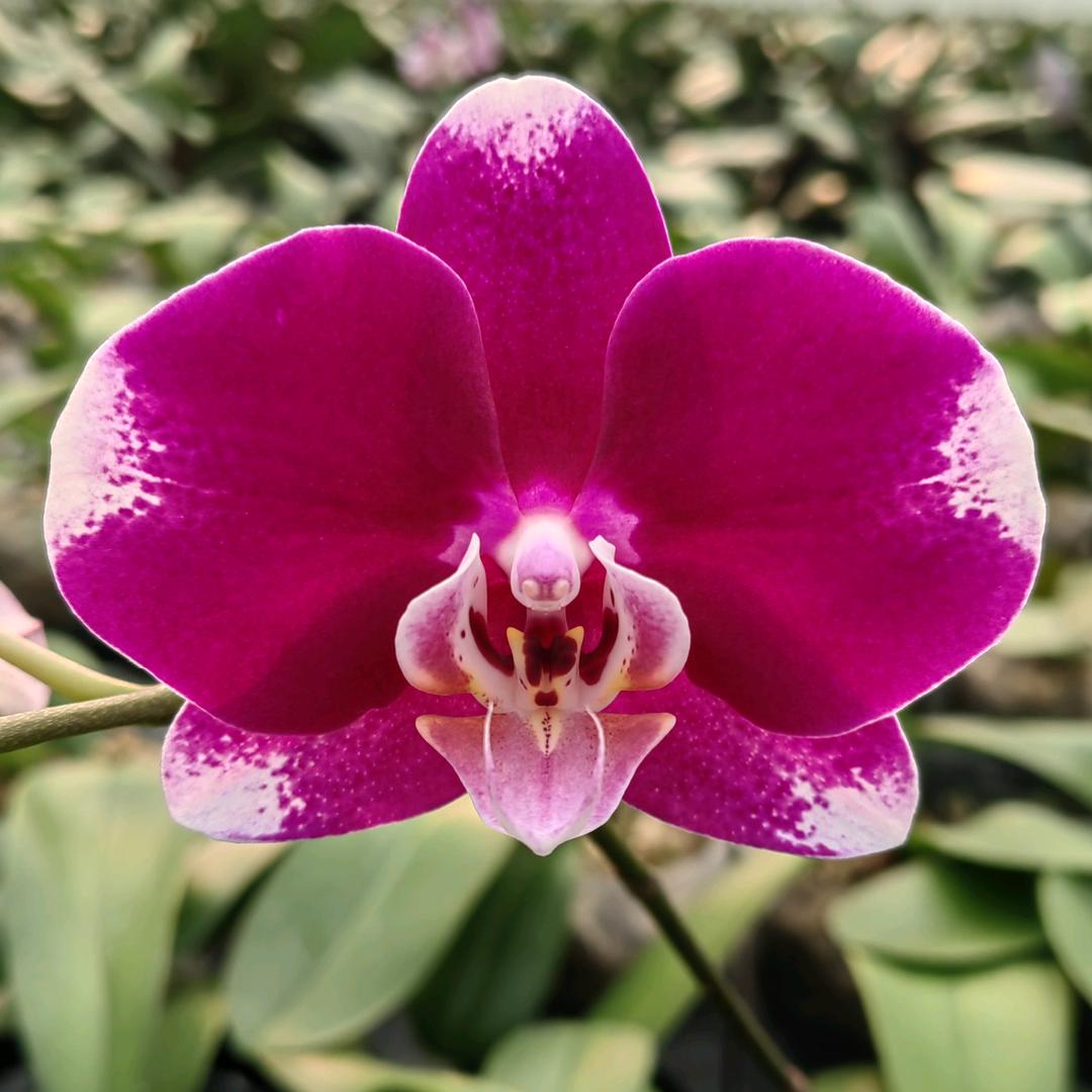 芯芯兰业