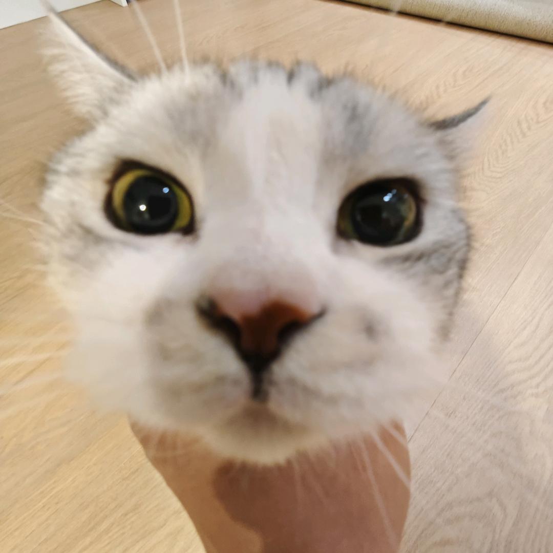 小起是只小傻猫