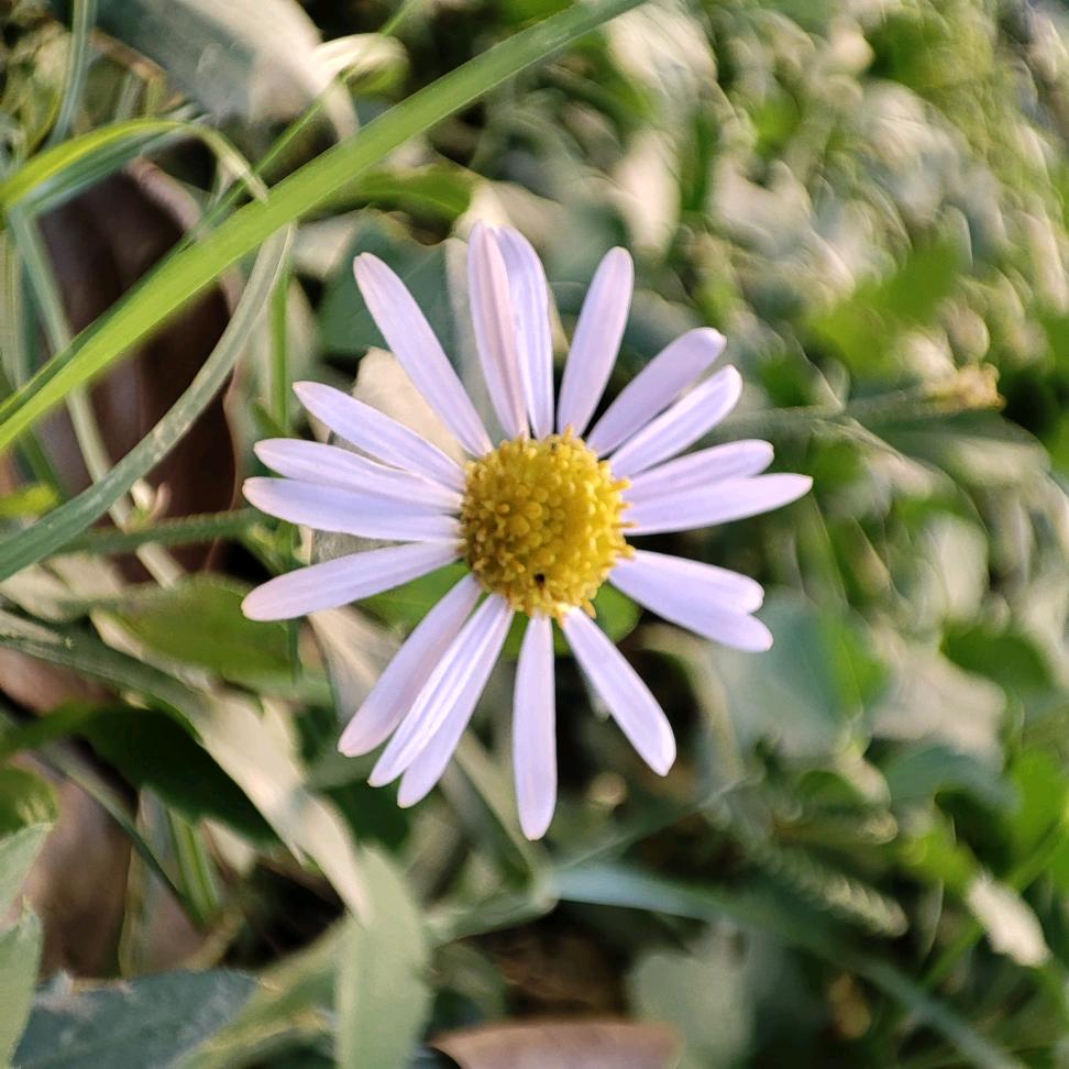 ⁰₀🍀锦鲤饲养员⁽²⁰²⁵⁾