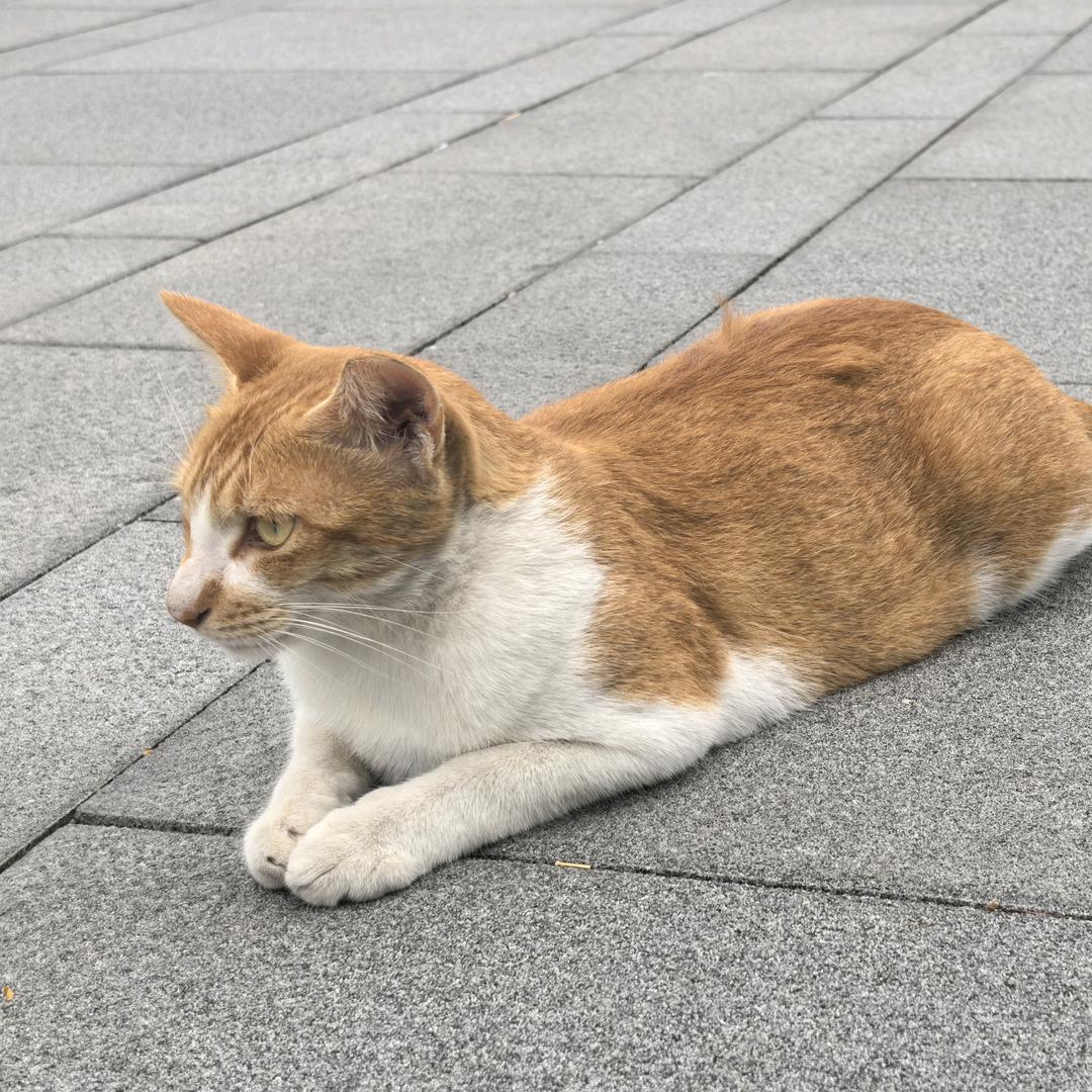 爱喝肥宅水
