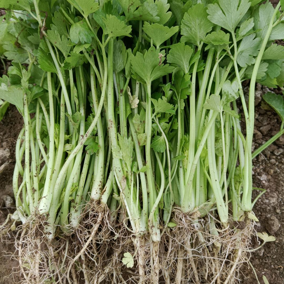 芹菜苗种植批发基地