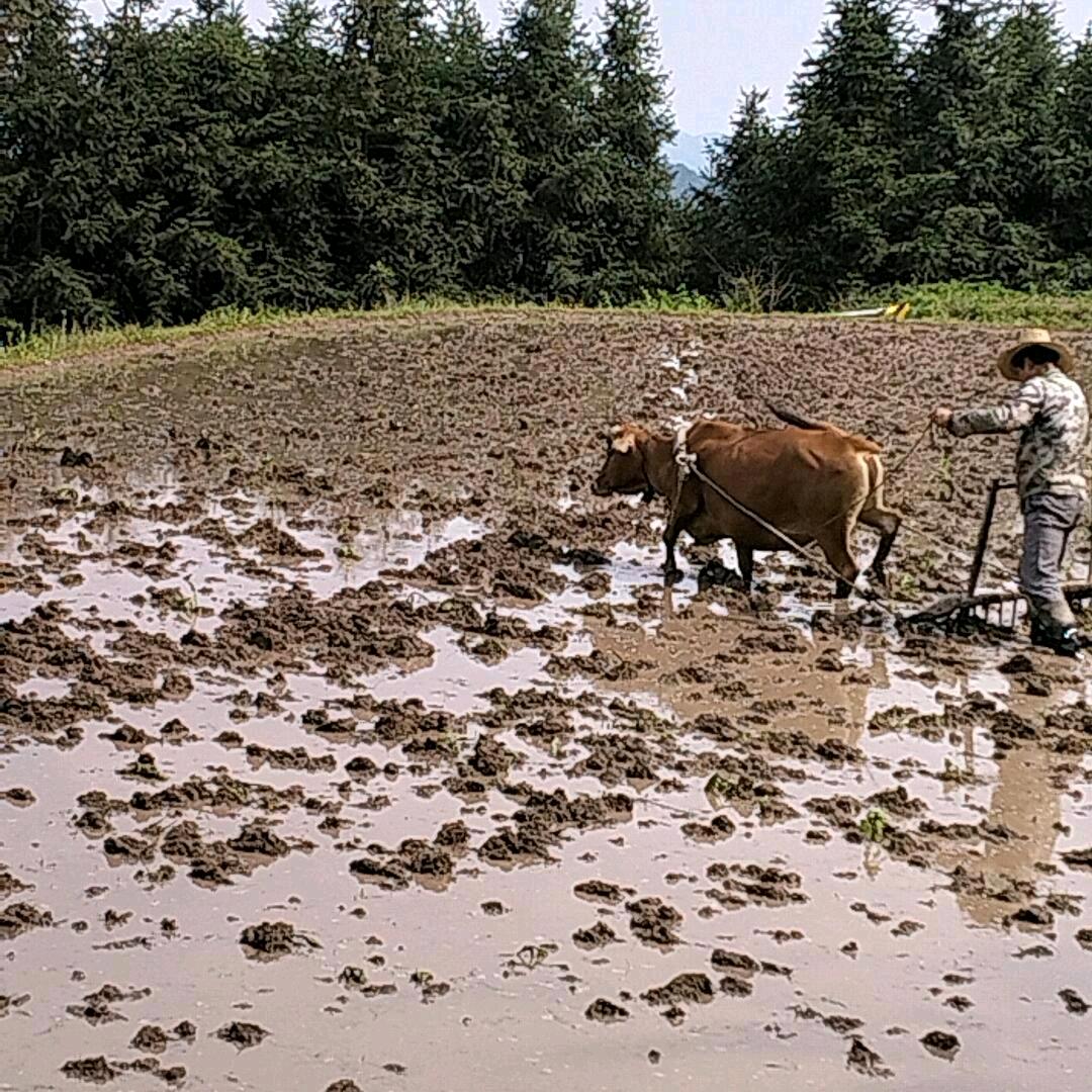 孤心亦寒