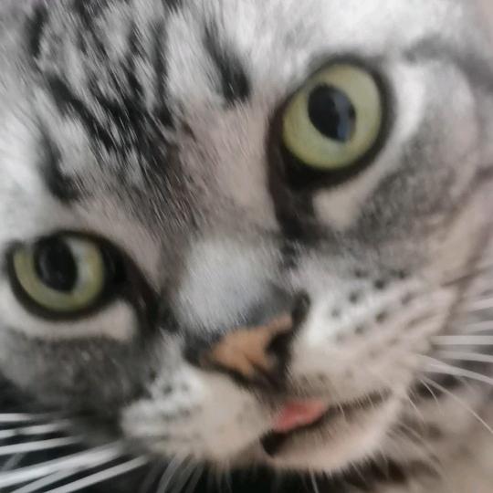 言      午