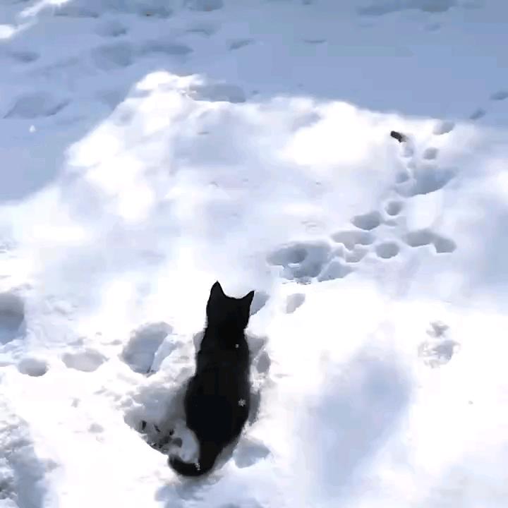 摸鱼大师