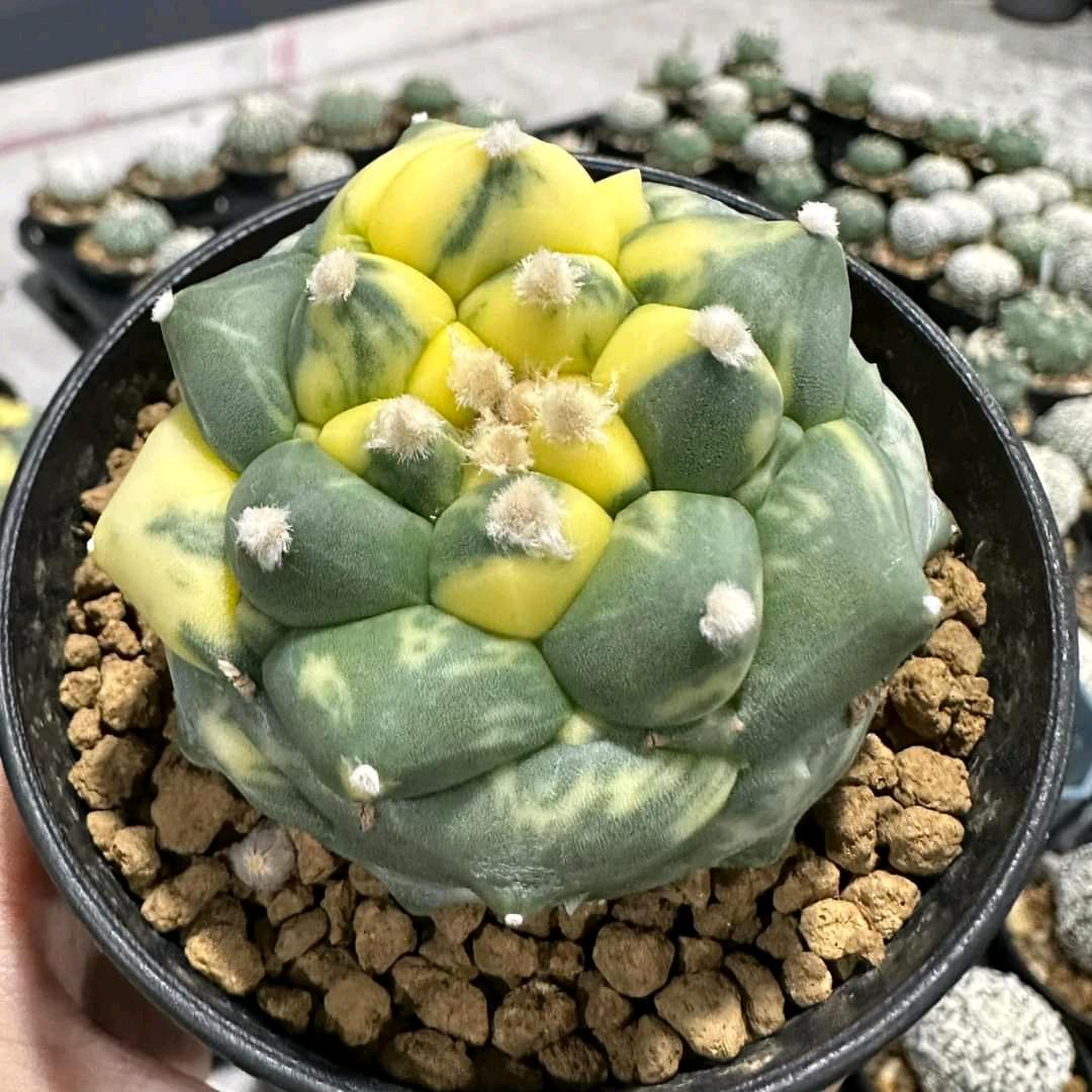 星球花坊