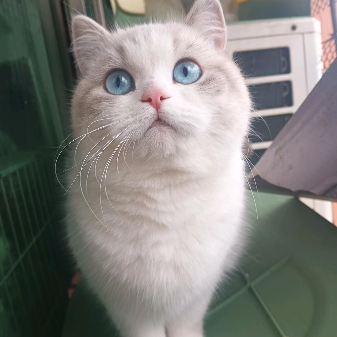 多猫家庭的日常