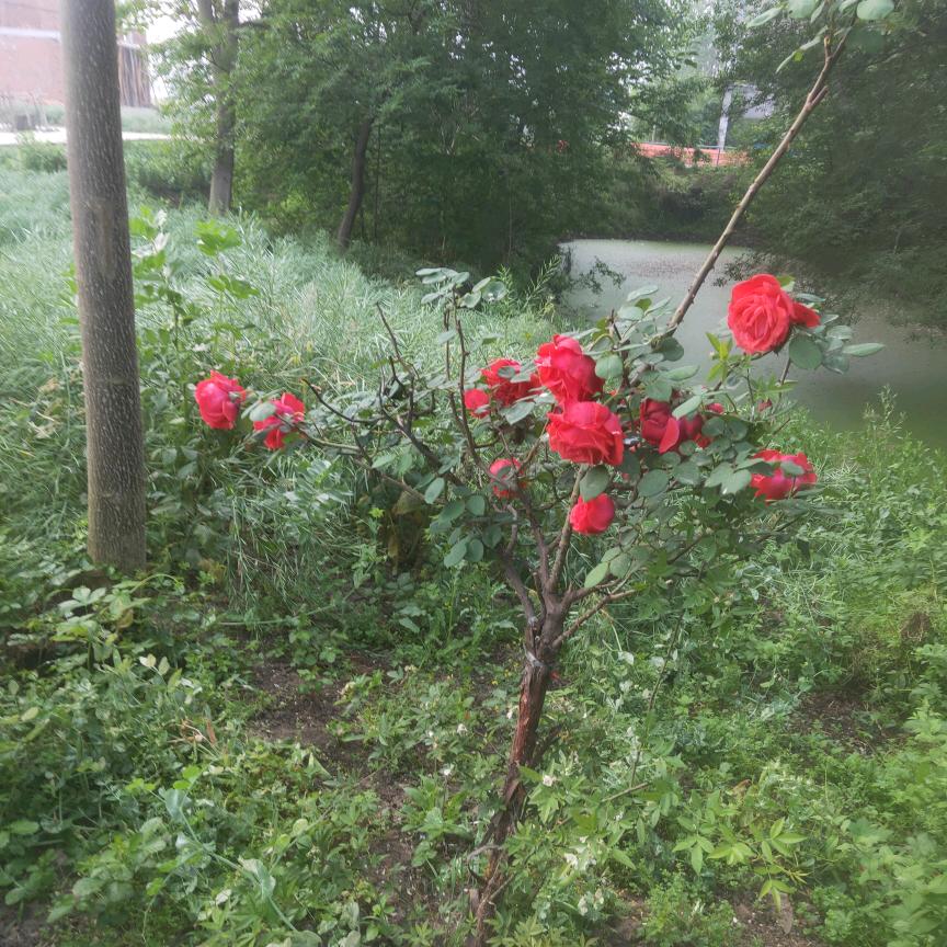 用户9069117306241一生平安