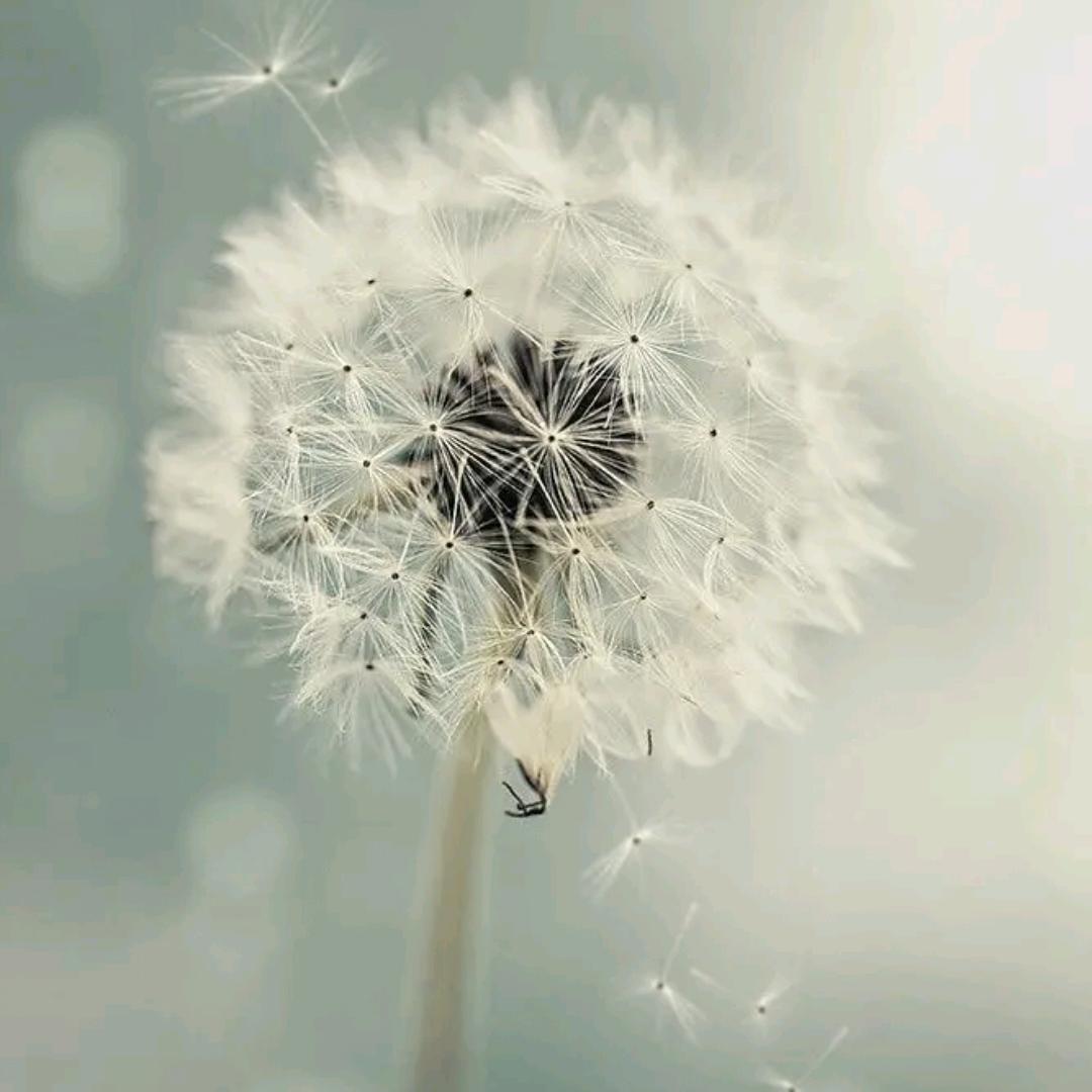 @蒲公英^^（拒私聊）头像
