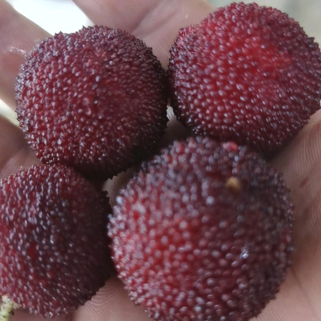 快再快特快