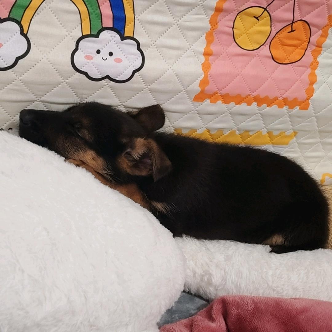 🐕‍🦺