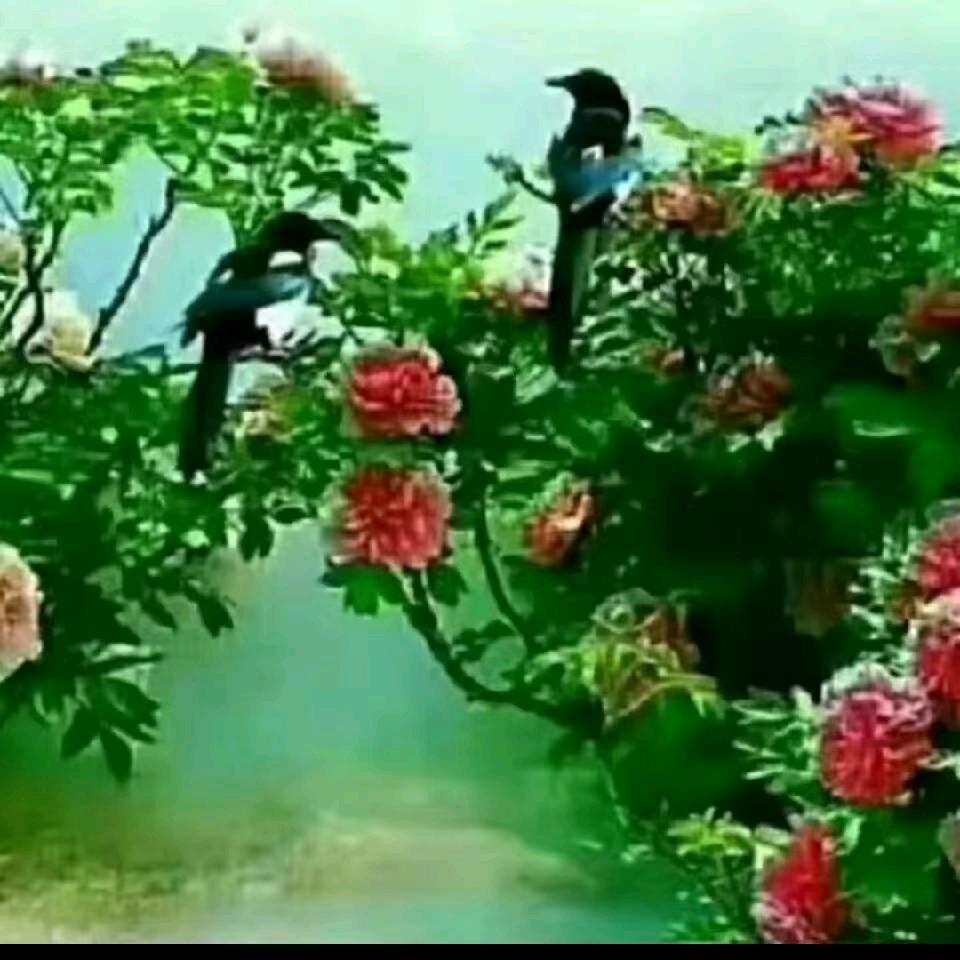 🌹为了孩子🌹