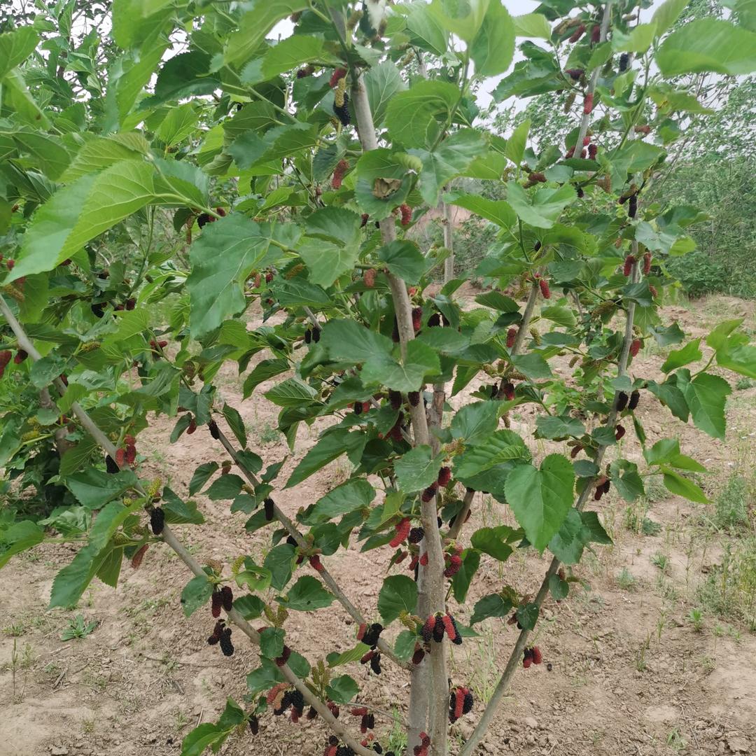 酸酸甜甜桑葚草莓小园