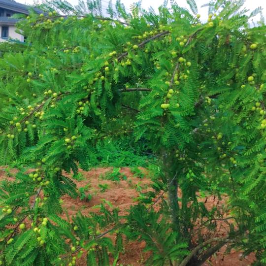 普宁阿陈专'业搬运团队