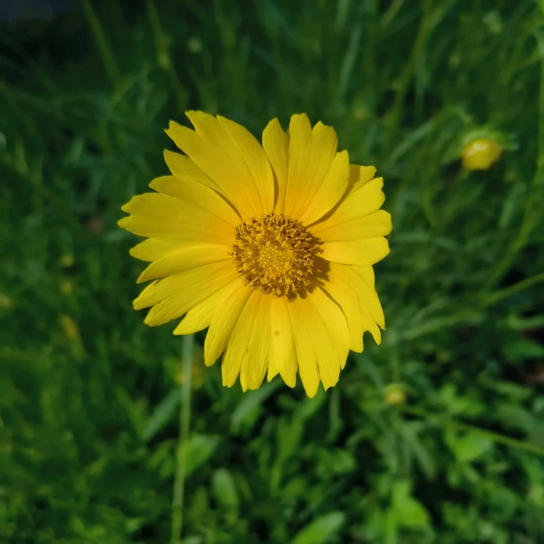 🌺🌺福缘🌷🌷