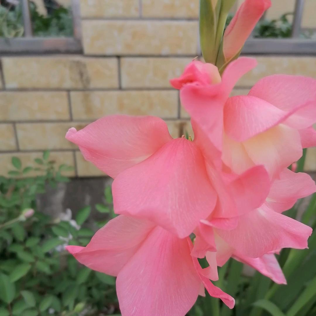 一群可爱的小🐶