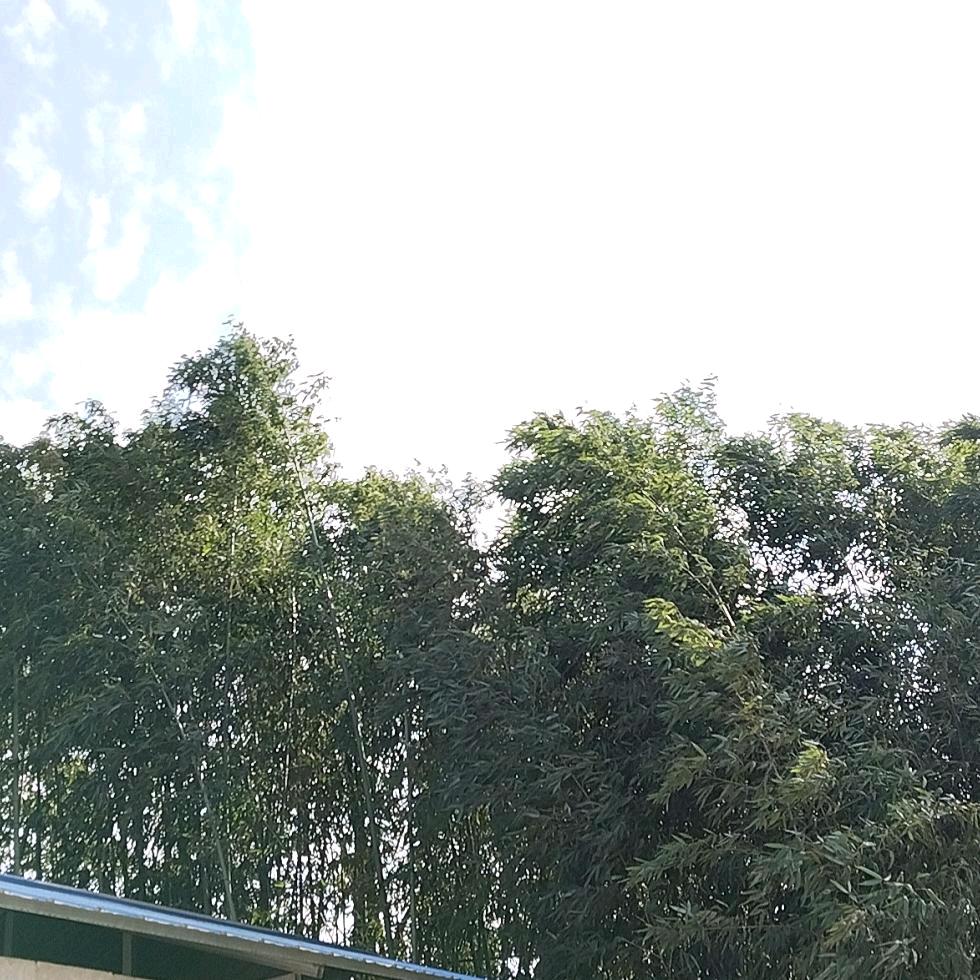 来迟的晚风😊