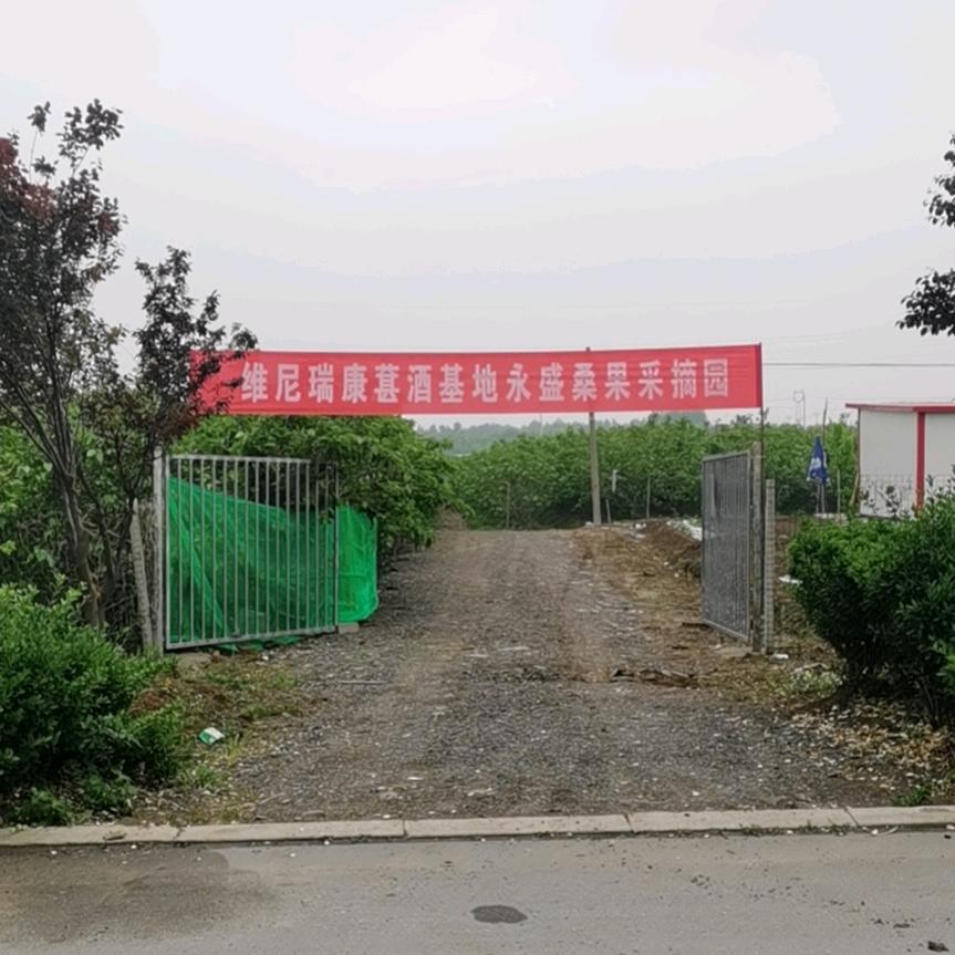 永盛桑葚采摘园