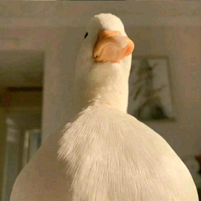 东北大鹅🪿