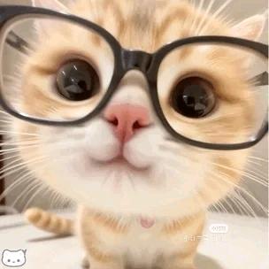 南风猫meme小剧场