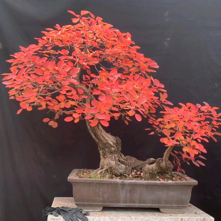 人间正道