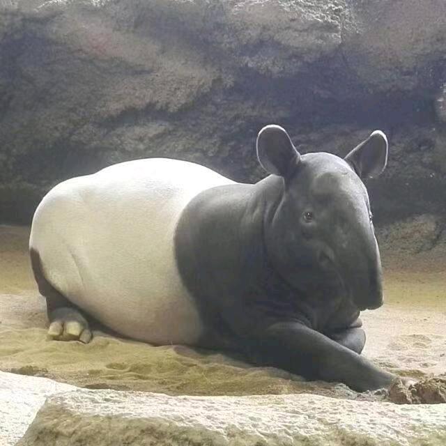 大块头肉很多