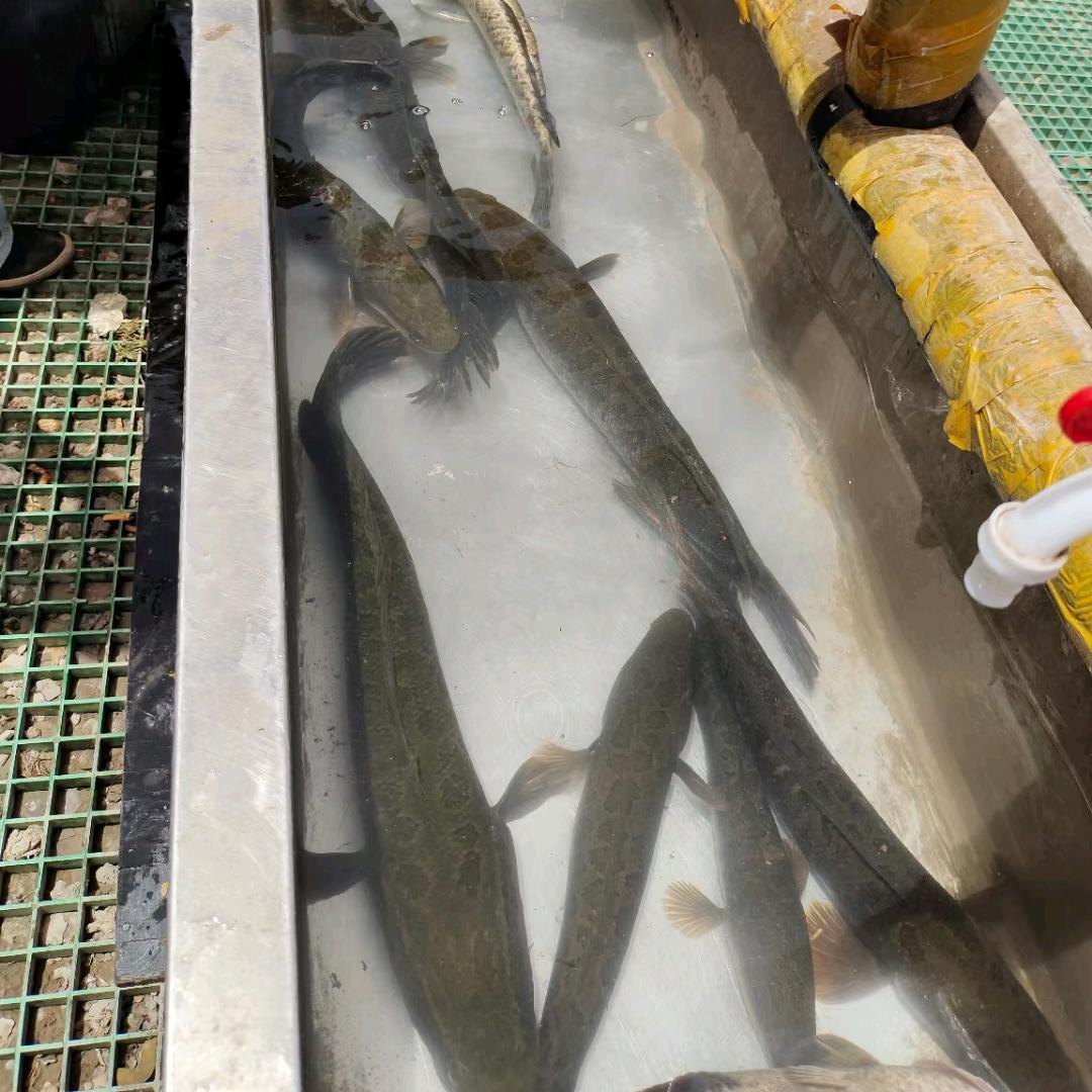 川R在疆路亚待签约钓手