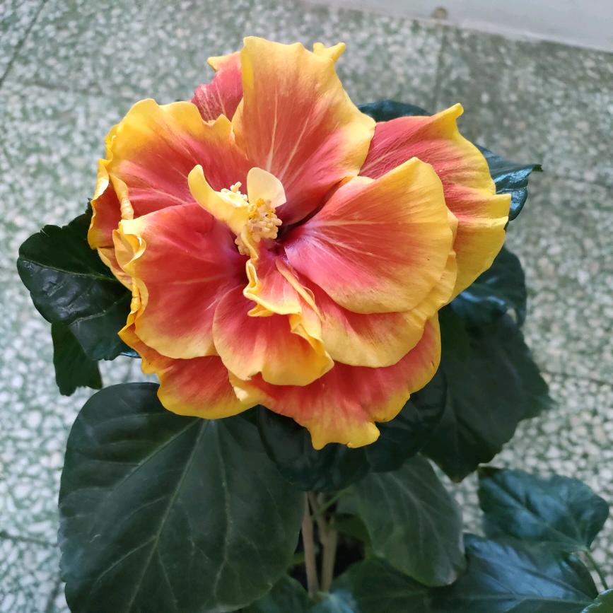 半夏半暖