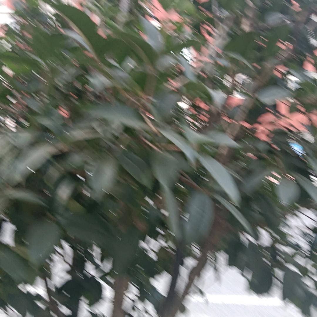 农村人
