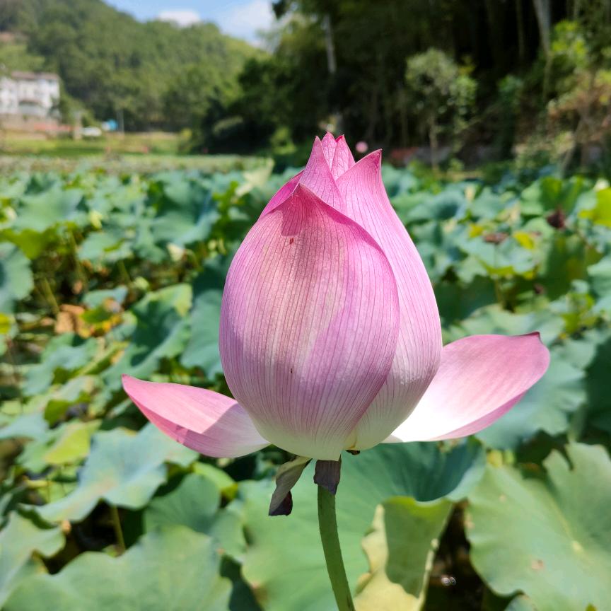 淑姐