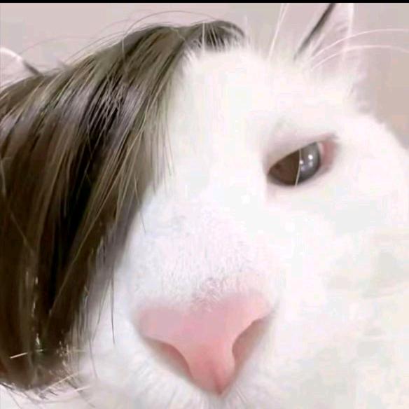 骑着毛驴追美人