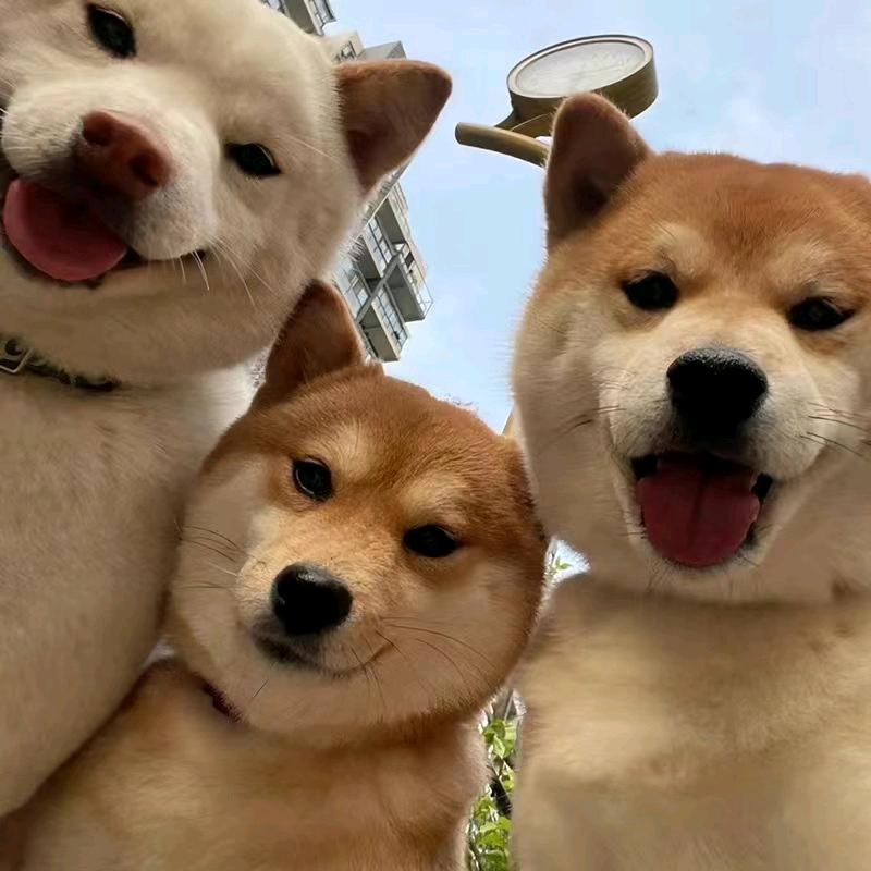 一颗心、一生情
