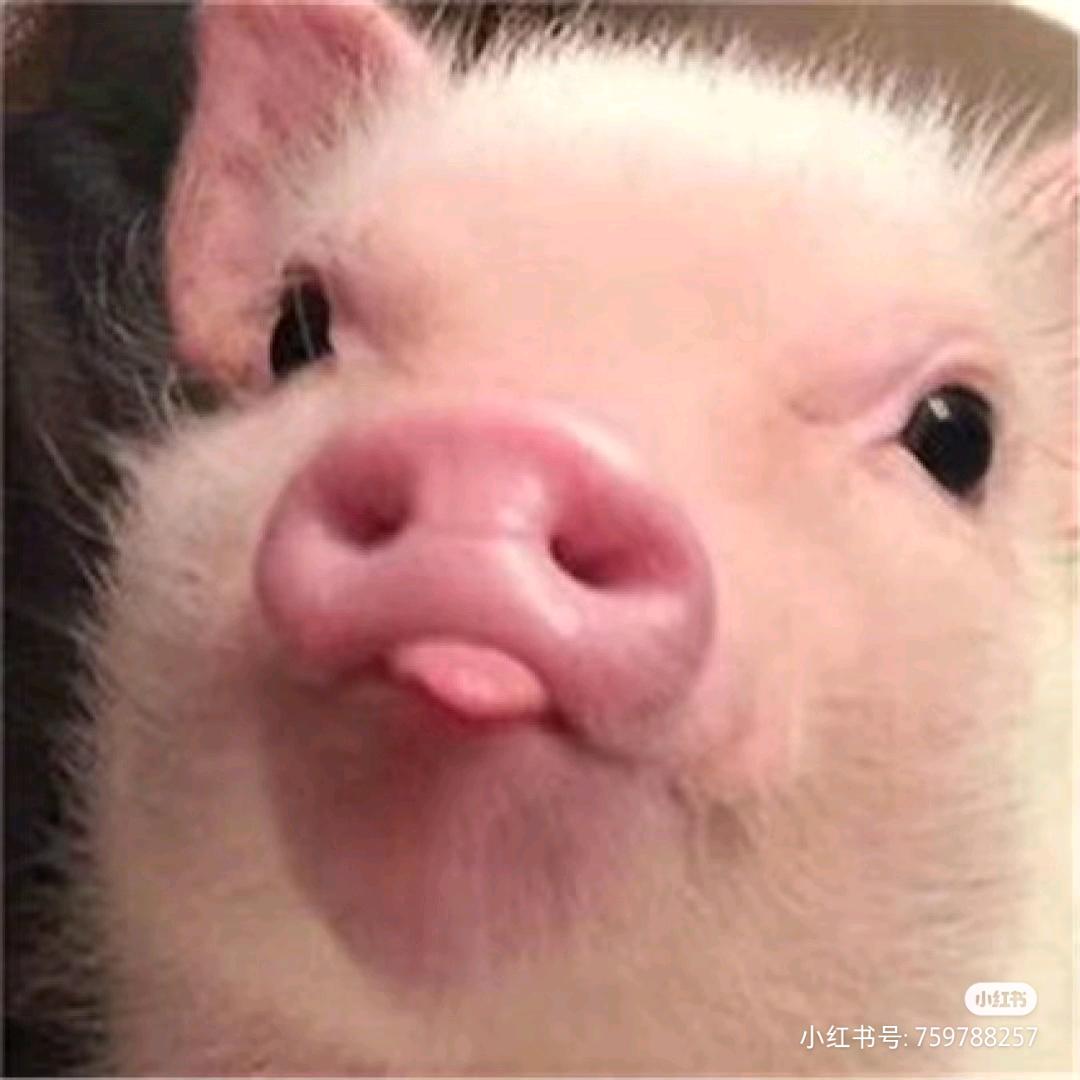 小🐷