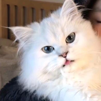 🍷清酒薄荷茶🍃