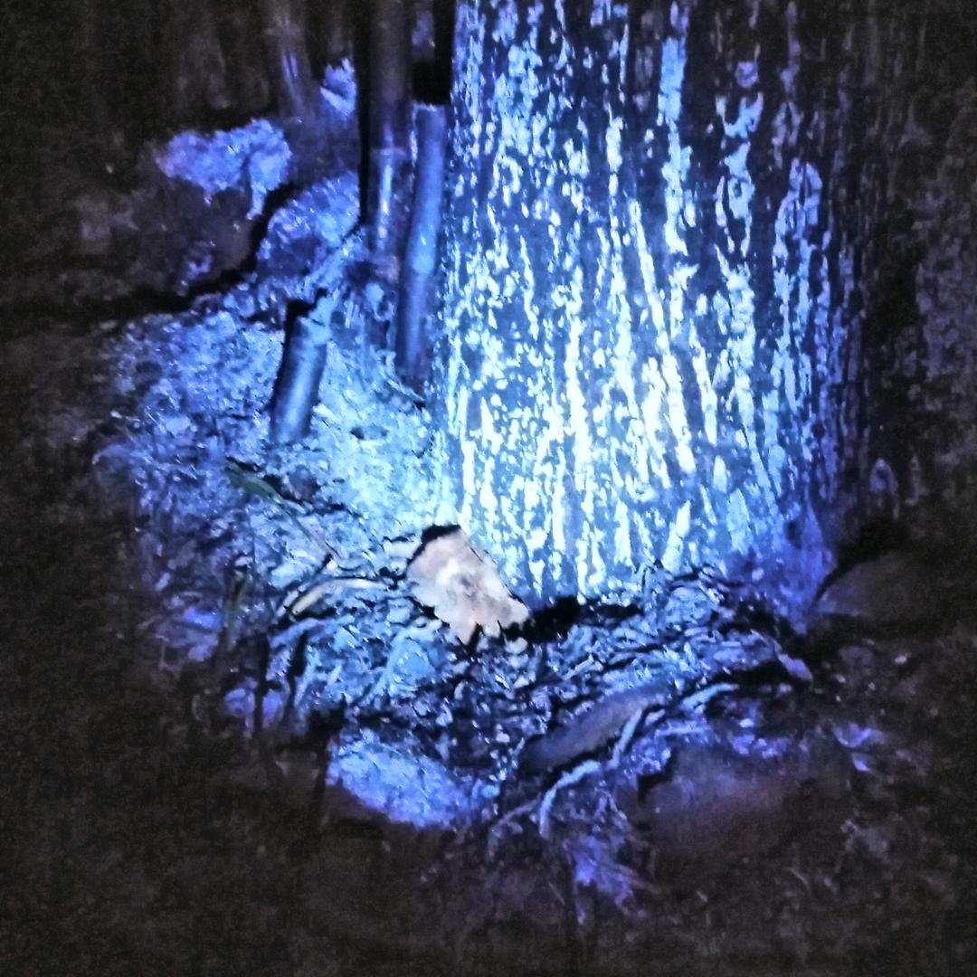 没有什么是真情