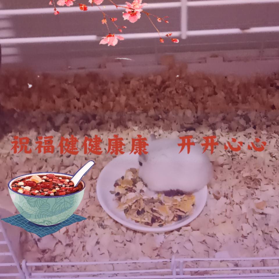 李小白精品