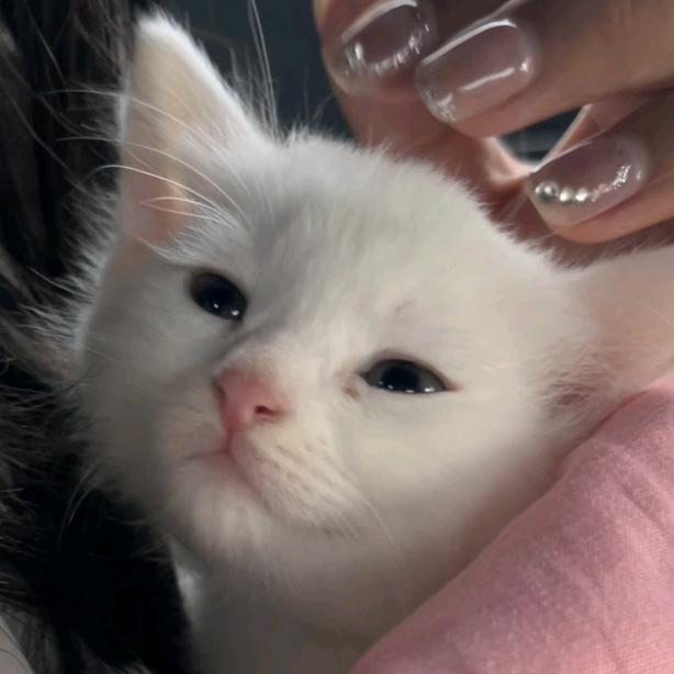 ღ汤圆咪宝.
