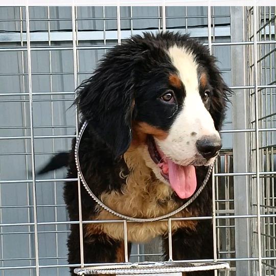 河南南阳皇家CKU犬业