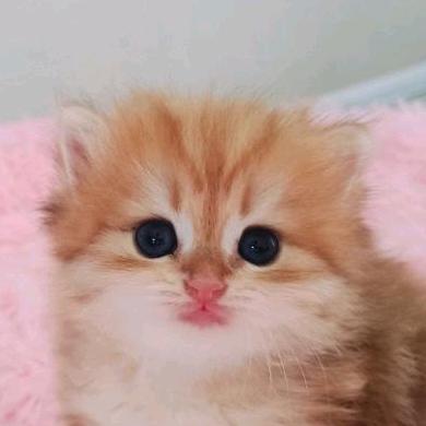 🧀彩虹熊猫头