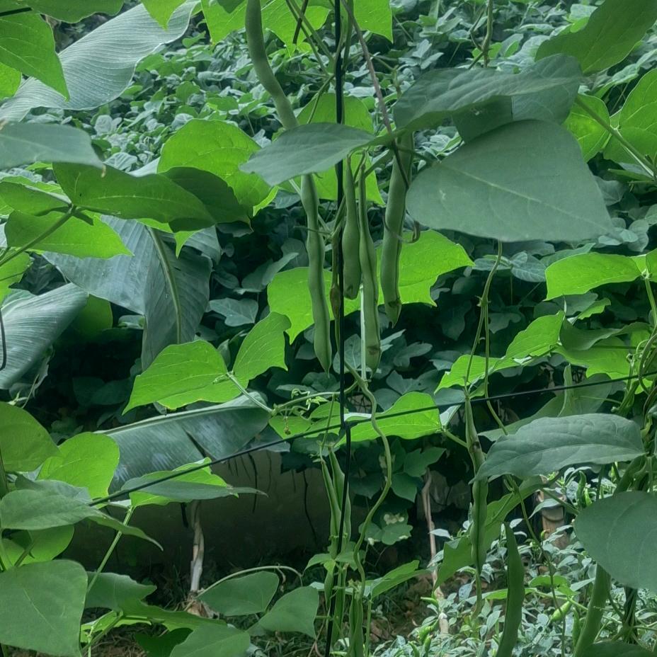 哈蜜🍉